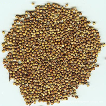 Novas colheitas de boa qualidade Coriander Seeds